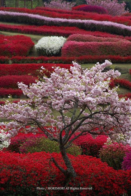 椎八重公園のツツジ 02 椎八重公園のツツジ 02