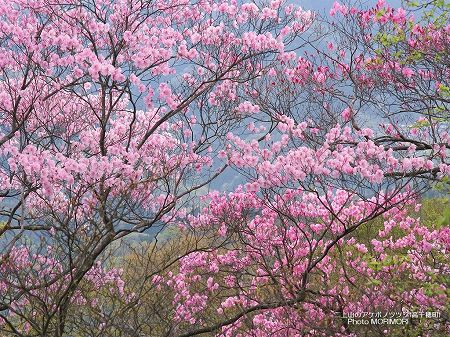 二上山のアケボノツツジ 二上山のアケボノツツジ