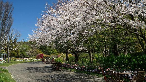 フローランテ宮崎 桜(ソメイヨシノ) フローランテ宮崎 桜(ソメイヨシノ)