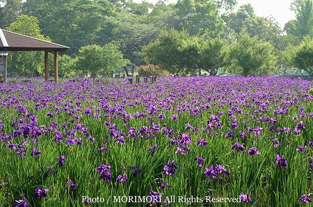 都城市 早水公園 アヤメ 04 都城市 早水公園 アヤメ 04