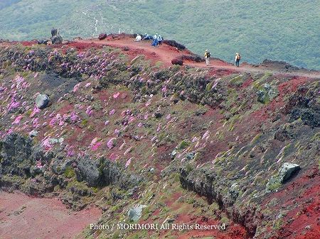 霧島連山 御鉢火口縁の登山道とミヤマキリシマ 霧島連山 御鉢火口縁の登山道とミヤマキリシマ