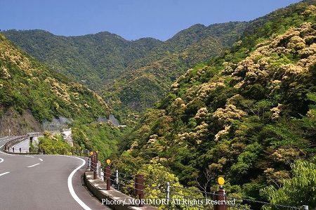 綾 照葉樹林の新緑 2 4月 綾 照葉樹林の新緑 2 4月