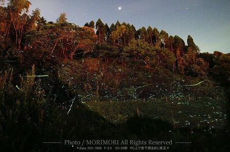 出の山公園のホタル 出の山公園のホタル
