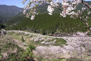 日南ダム周辺の桜