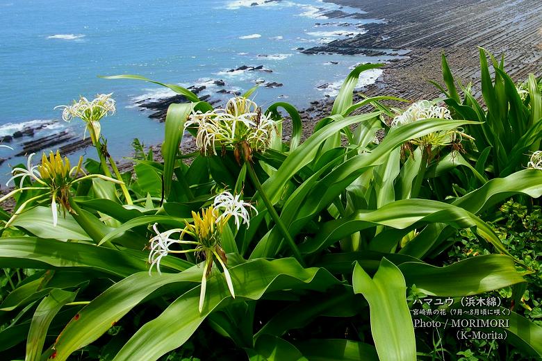 ハマユウ (浜木綿)　宮崎県の花