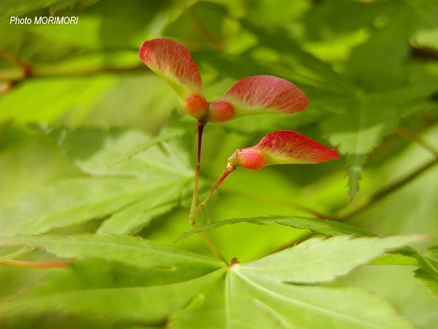 モミジの花ではなく種 宮崎bbs過去ログ