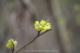 シロモジの花の写真　1