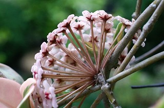 TNiHoya carnosaj̎ʐ^@06