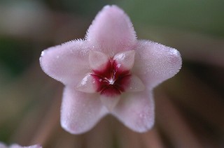 TNiHoya carnosaj̎ʐ^@05