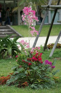 道の駅フェニックス　5月の花の写真　０１　ブーゲンビリア植え寄せ