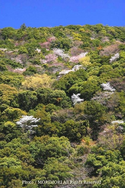 綾町　照葉樹林の山桜（ヤマザクラ）　05