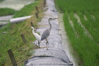 青サギ(アオサギ)と白サギ(シロサギ)の写真 05