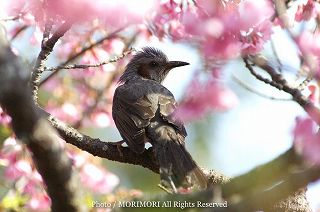 ヒヨドリとカンヒザクラの写真 宮崎県こどものくににて 09-01
