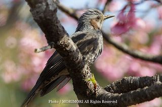 ヒヨドリとカンヒザクラの写真 宮崎県こどものくににて 09-02
