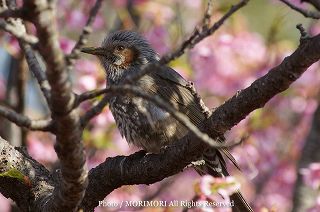 ヒヨドリとカンヒザクラの写真 宮崎県こどものくににて 09-03