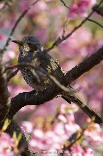 ヒヨドリとカンヒザクラの写真 宮崎県こどものくににて 09-04