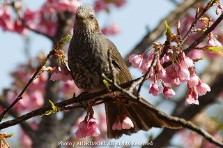 ヒヨドリとカンヒザクラの写真 宮崎県こどものくににて 09-05