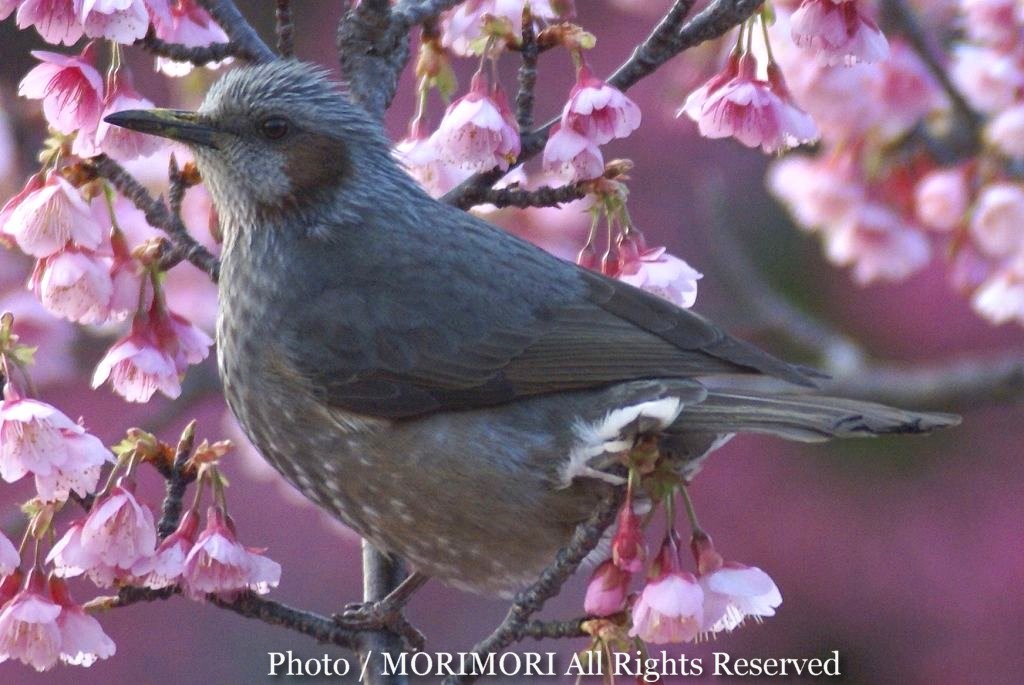 チープ鳥図鑑 鳥写真