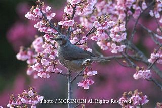 ヒヨドリの写真 18