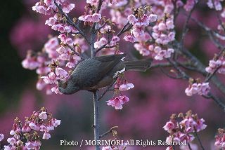 ヒヨドリの写真 19
