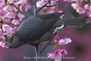 ヒヨドリの写真 19a