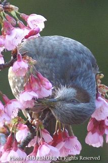 ヒヨドリの写真 24a