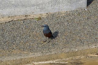 イソヒヨドリの写真 03