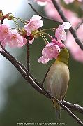 陽光桜とメジロの写真