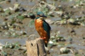 岩渕大池 カワセミ 02