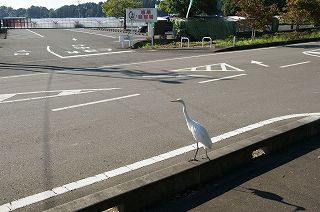 白さぎの写真 2008年9月撮影 06