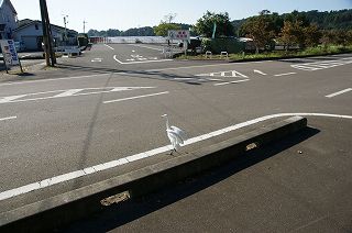 白さぎの写真 2008年9月撮影 06