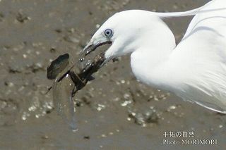 ムツゴロウを食べるシラサギ 02