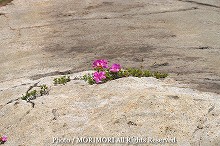 えびの高原　硫黄山周辺で撮影したミヤマキリシマの写真　07-03