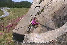 えびの高原　硫黄山周辺で撮影したミヤマキリシマの写真　07-06