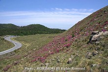 えびの高原　硫黄山周辺で撮影したミヤマキリシマの写真　07-14