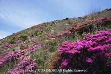 えびの高原　硫黄山周辺で撮影したミヤマキリシマの写真　07-17