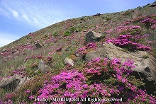 えびの高原　硫黄山周辺で撮影したミヤマキリシマの写真　07-18