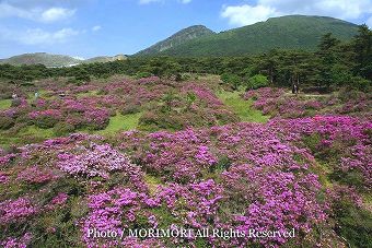 えびの高原韓国岳登山道付近のミヤマキリシマ-