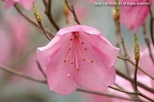 ツクシアケボノツツジの花の写真