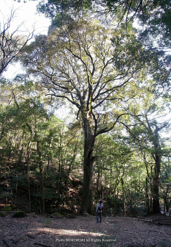 綾森林セラピー川中自然コース　イチイガシの巨樹
