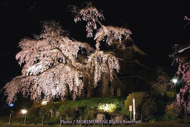 浄専寺のシダレザクラ　ライトアップ　03