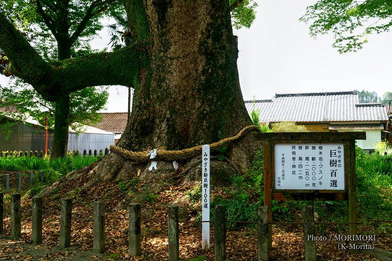 みやざきの巨樹百選・みやざき新巨樹100選