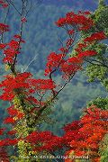 霧島の紅葉　（えびの高原　道路沿いで）　11