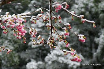 霧島神宮の冬景色　早咲き桜も戸惑いを・・　07