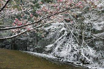 霧島神宮の冬景色　参道の階段付近　08　