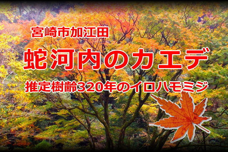 「蛇河内のカエデ」宮崎市加江田 知福川 イロハモミジの巨木