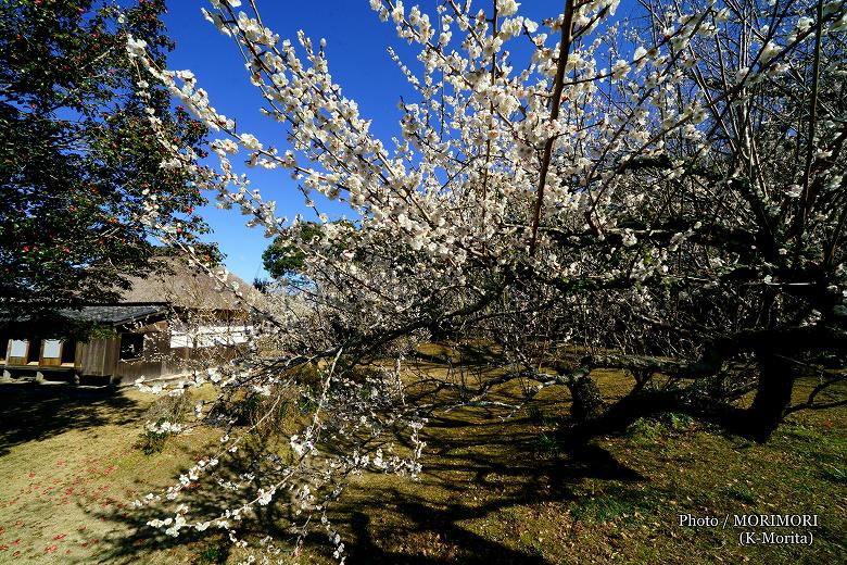 ���䑧���@����̔~�@�i�{��s�������j