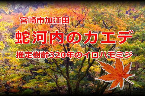 「蛇河内のカエデ」宮崎市加江田 知福川 イロハモミジの巨木