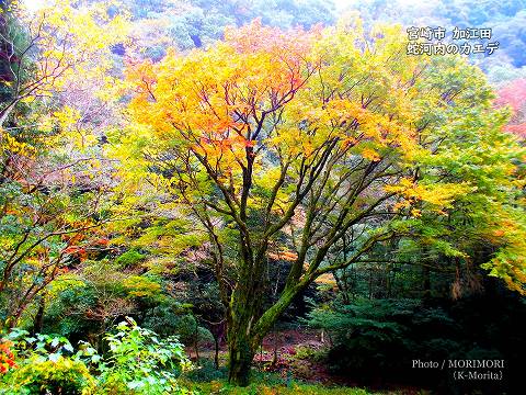 「蛇河内のカエデ」宮崎市加江田 知福川 イロハモミジの巨木
