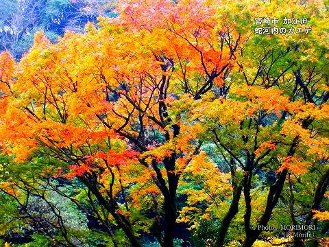 「蛇河内のカエデ」宮崎市加江田 イロハモミジの巨木